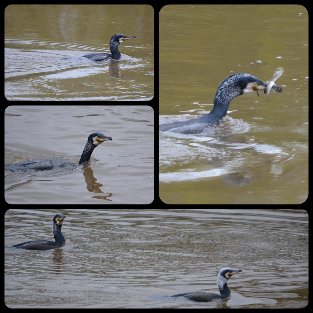 Cormorant at Chester