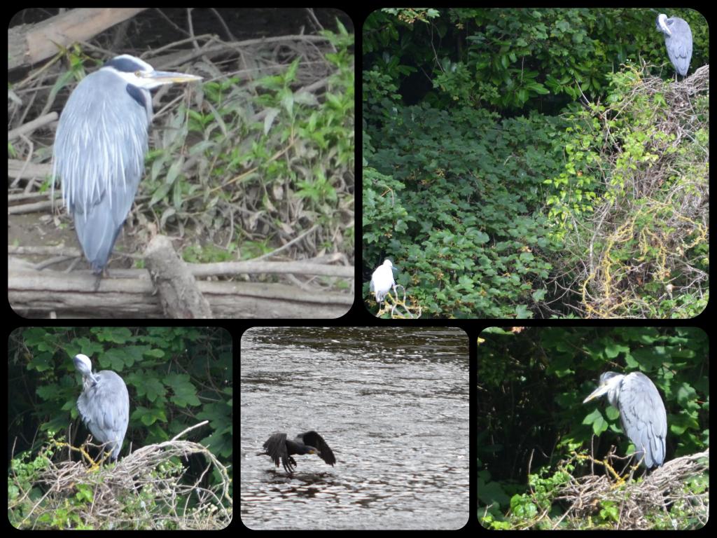 Grey heron at Chester