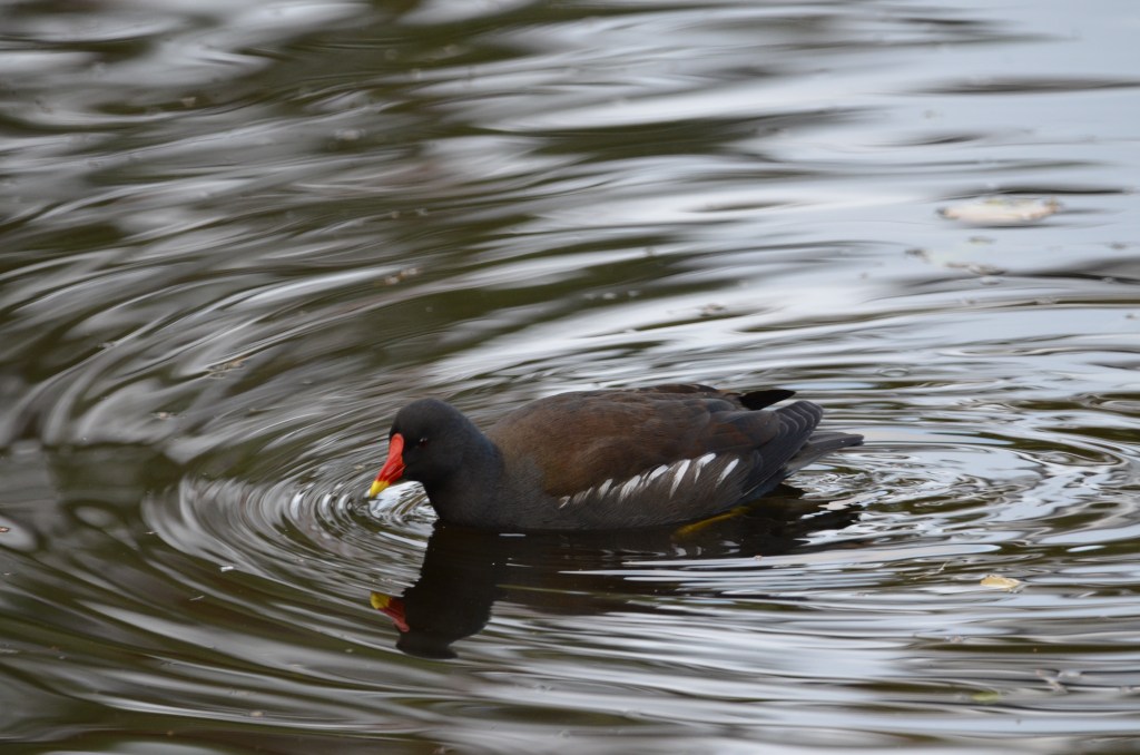 Rippling Moorhen