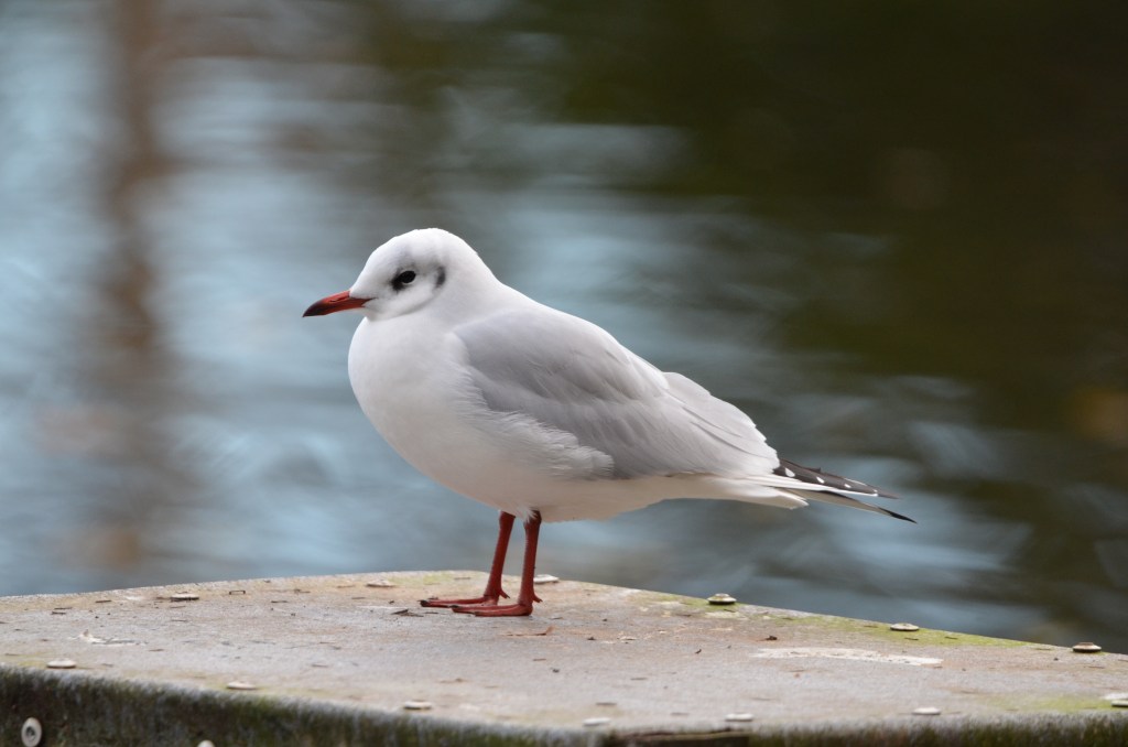 Black-headed gull winter plumage
