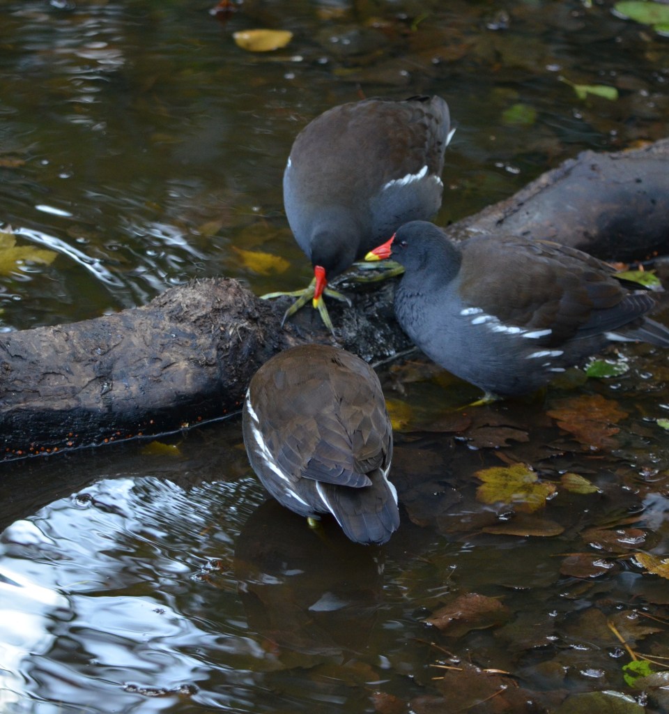 Moorhens gathering
