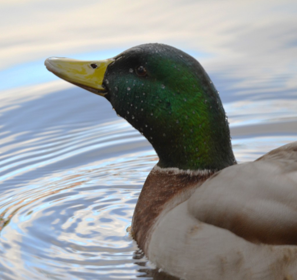 Mallard close-up