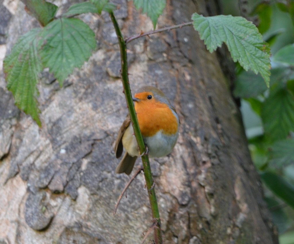 Robin hide-and-seek