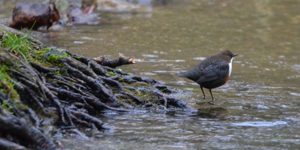 Dipper about to submerge itself