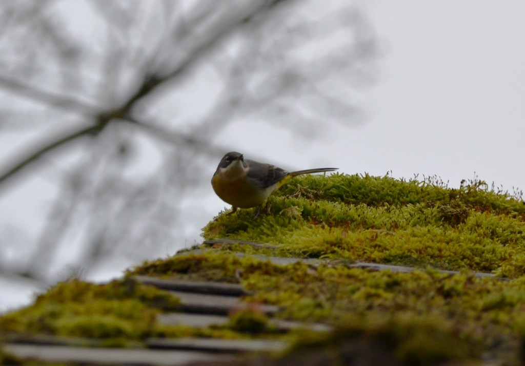 Grey wagtail on mill roof