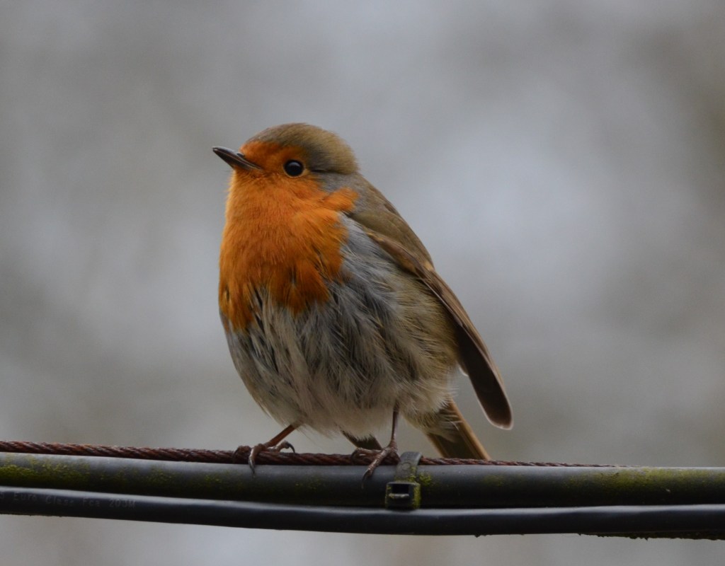 Robin posing
