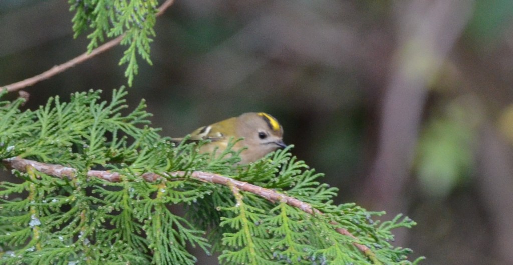 Goldcrest 2