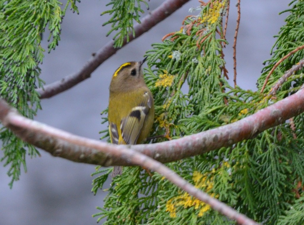 Goldcrest in conifer