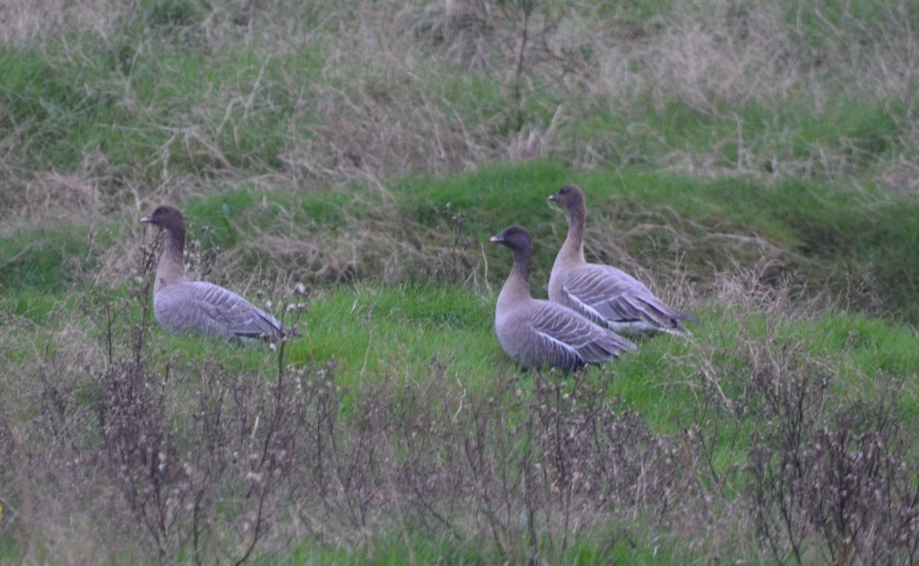 Pink-footed geese