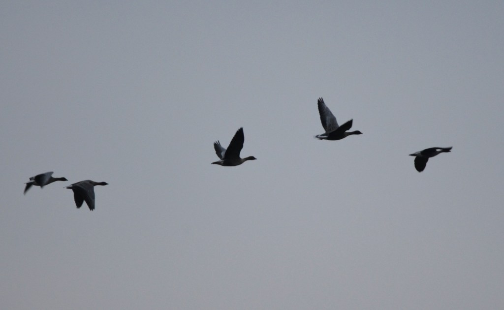 Pink-footed geese flying