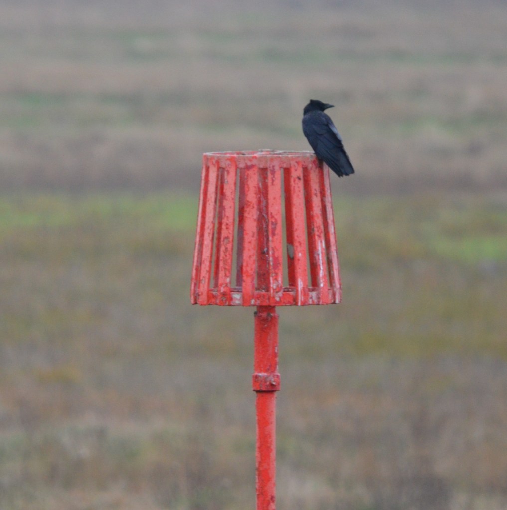 Usurping Carrion crow