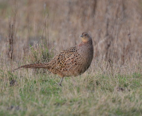 Pheasant female