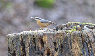 Nuthatch tree-stump