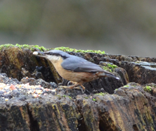 Nuthatch close-up