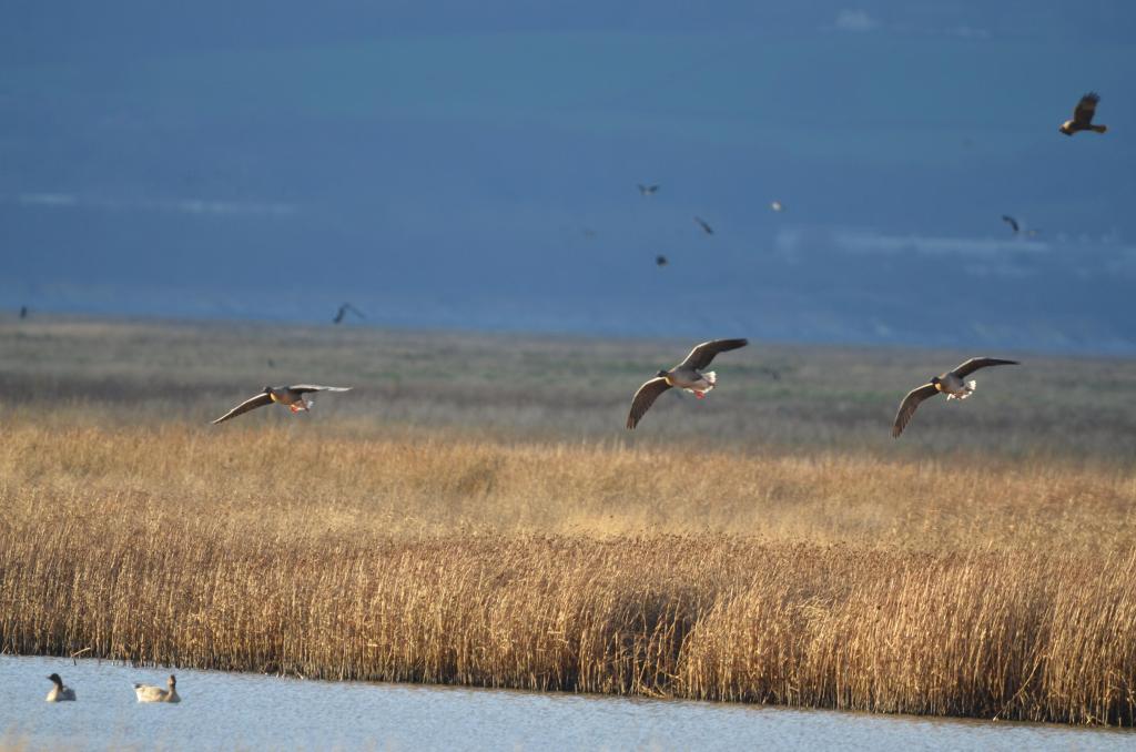 Marsh harrier at Donkey Stand