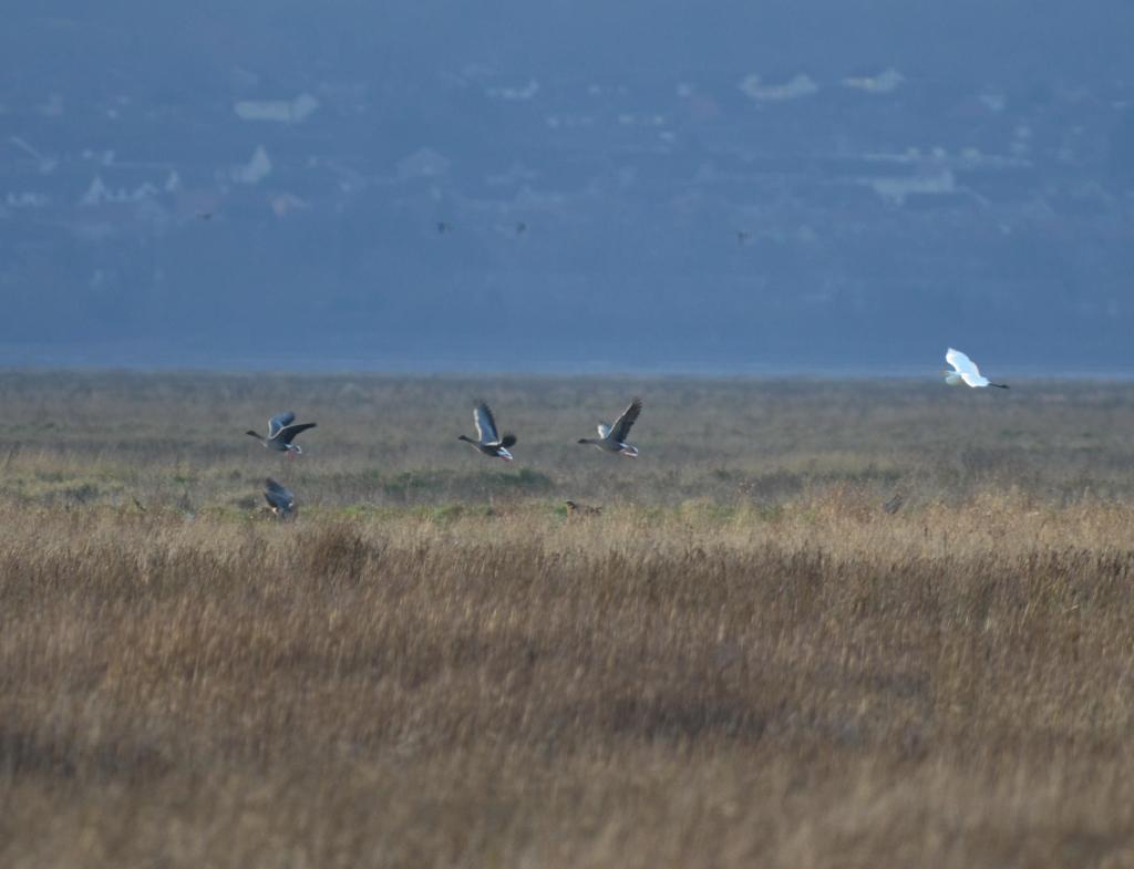 Great white egret and geese