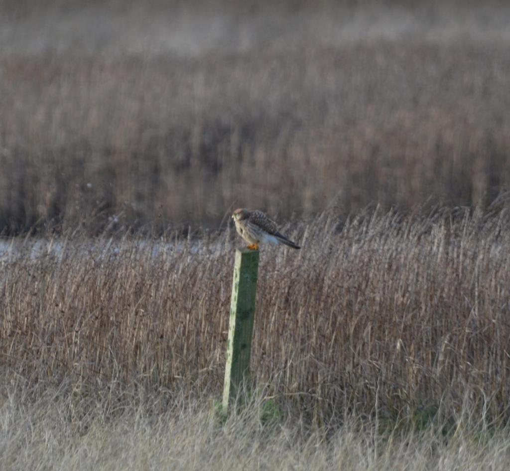 Kestrel on post at Old Baths