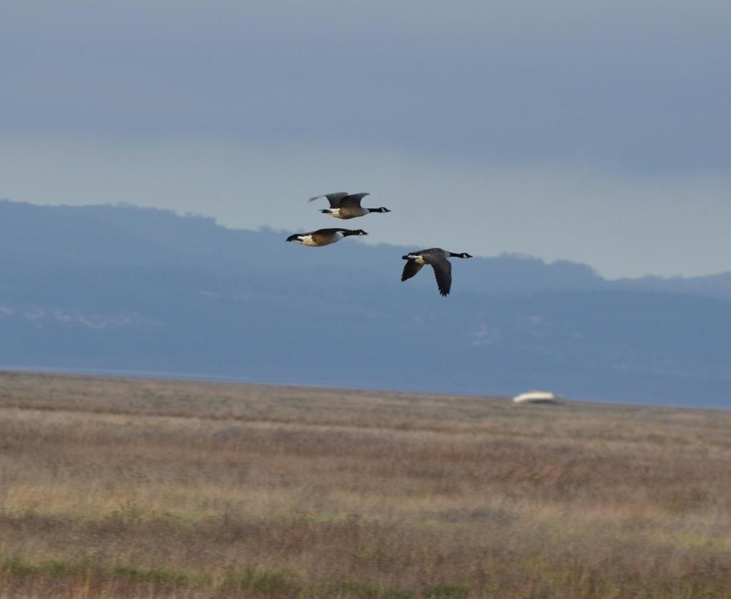 Canada geese at Old Baths