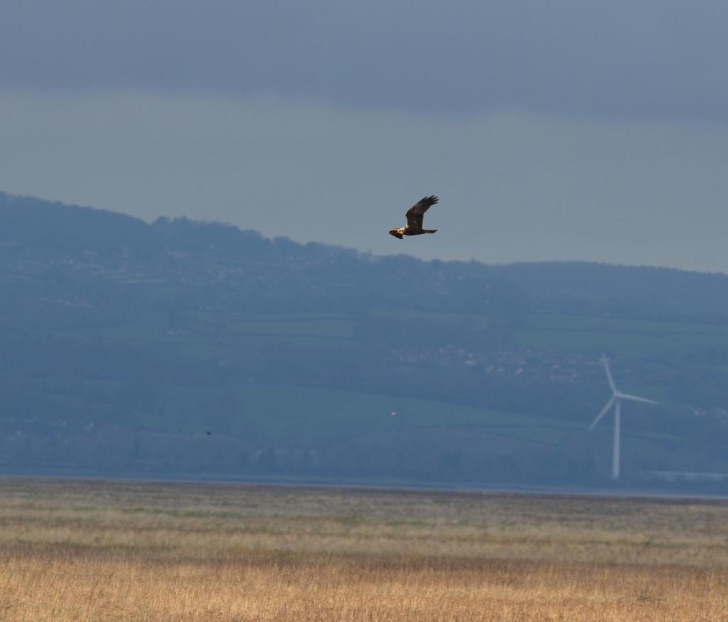 Marsh harrier at Old Baths
