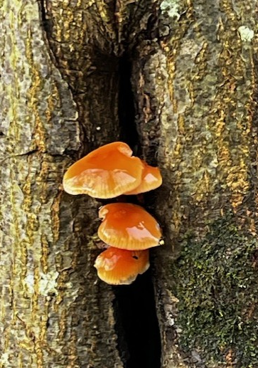 Jelly ear fungus