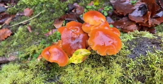 Jelly ear fungus 2