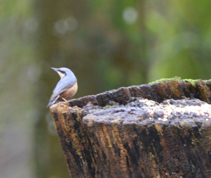 Nuthatch turning