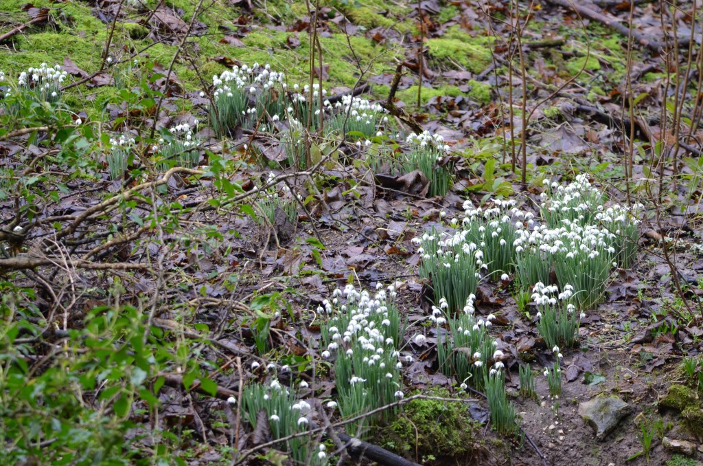 Loggerheads snowdrops