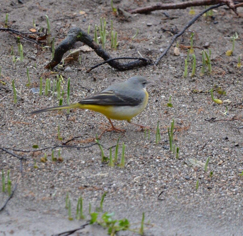 Old friend Grey wagtail