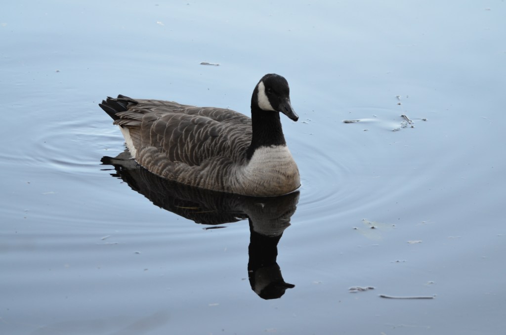 Canada goose