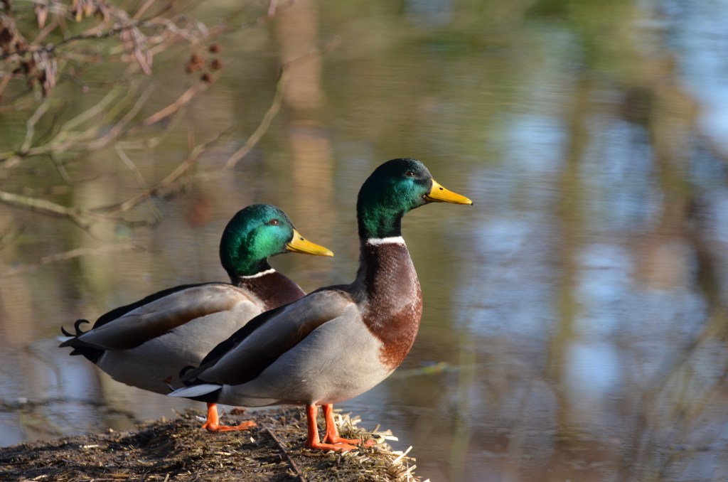 Mallards at Roodee Mere