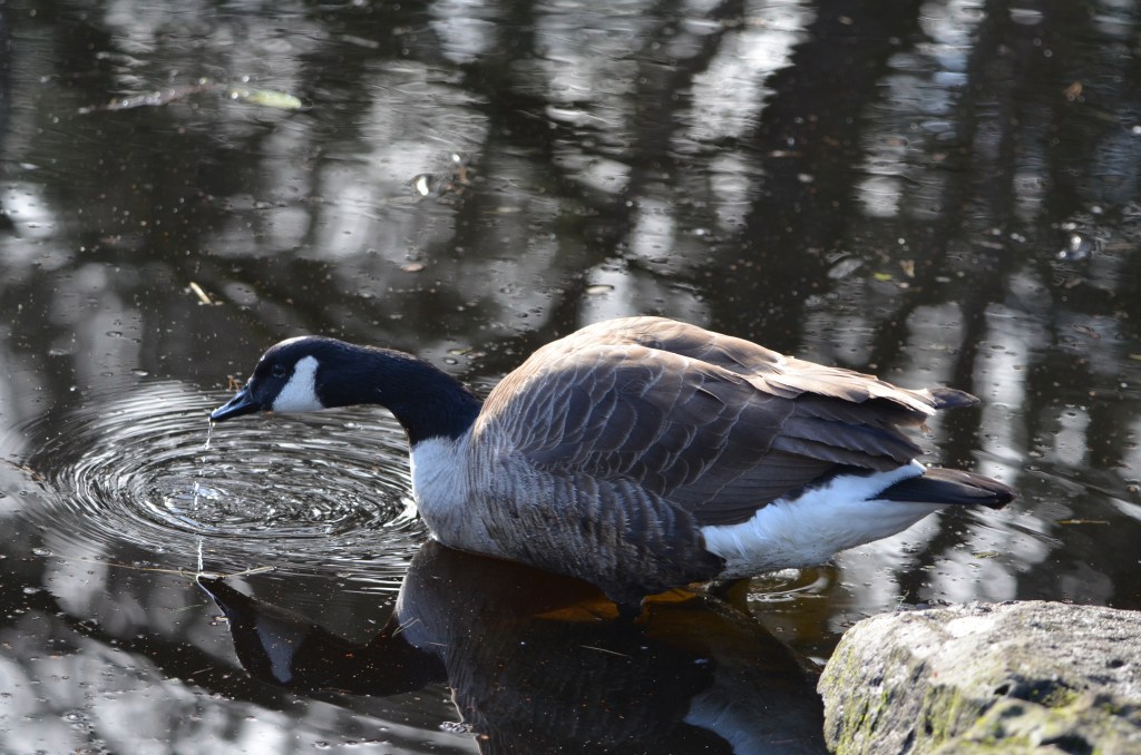 Thirsty Canada goose