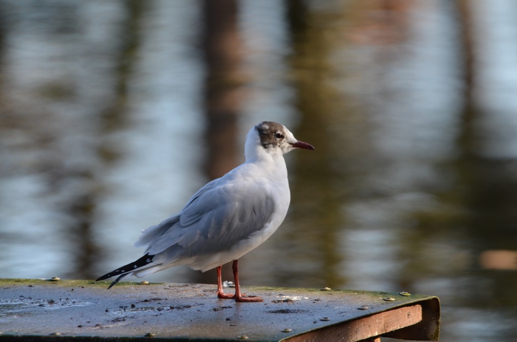 Black-headed gull returns
