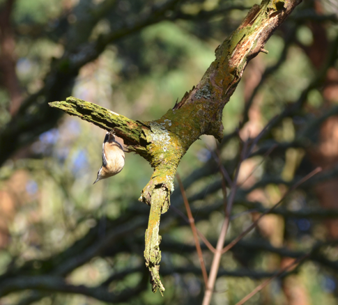 Gravity-defying Nuthatch