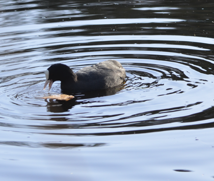 Coot at Roodee Mere