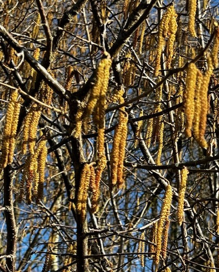 Hazel catkins