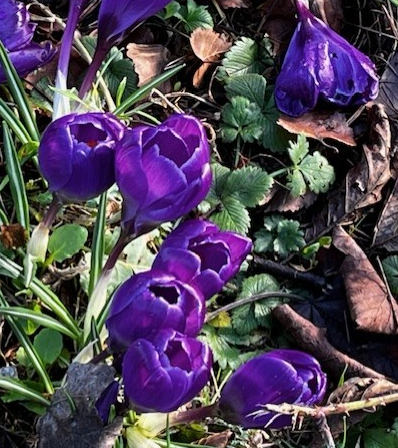 Crocuses