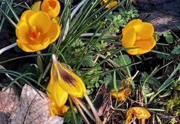 Yellow crocuses
