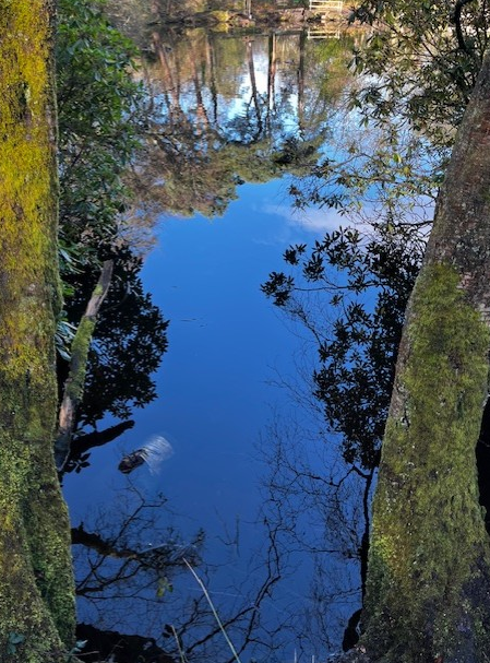 Roodee Mere through a different perspective