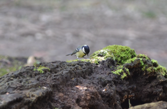 Great tit at Loggerheads