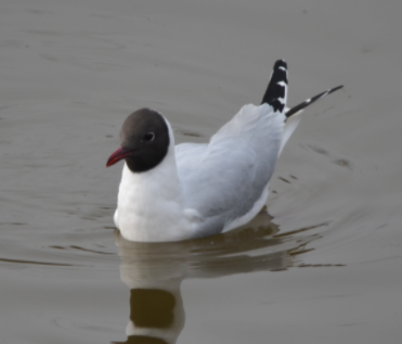 Black-headed gull at BM