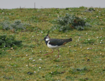 Lapwing at BM