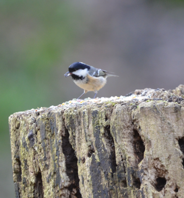 Coal tit at Loggerheads