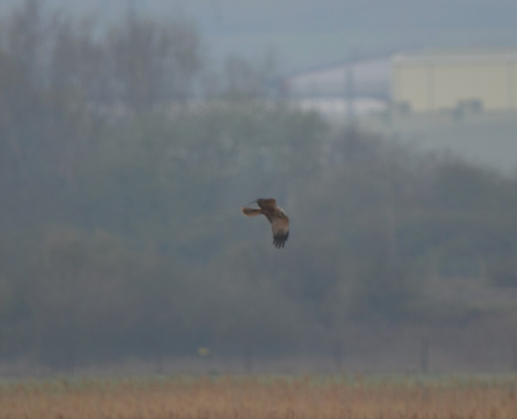 Marsh harrier BM