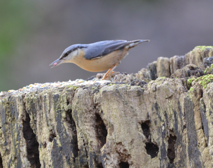 Nuthatch scoffing