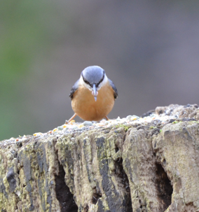 Nuthatch face-on