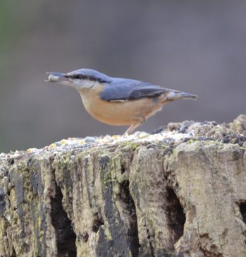 Nuthatch scoffing again