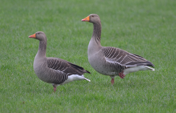 Greylag geese BM