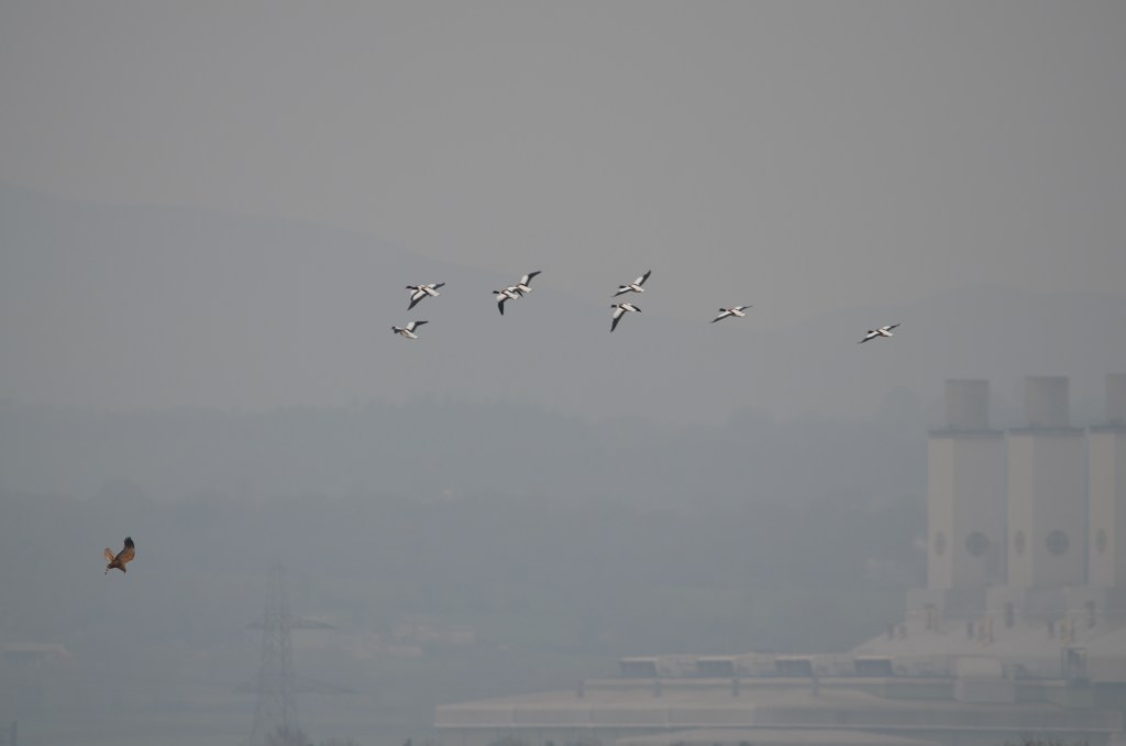 Marsh harrier & Shelducks in flight