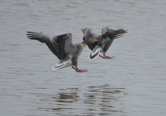 Greylags landing BM