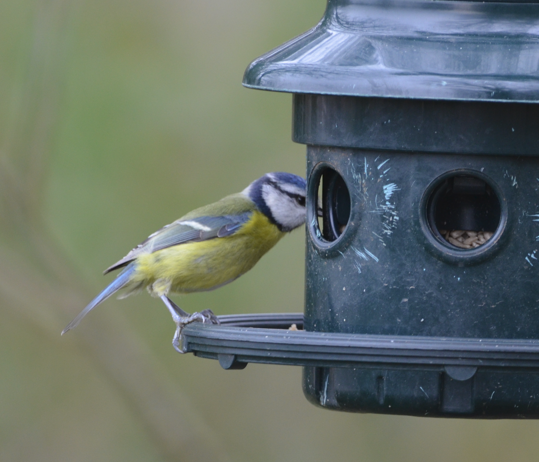 Blue tit investigating